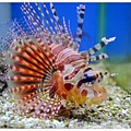 13.國立海洋生物博物館.jpg