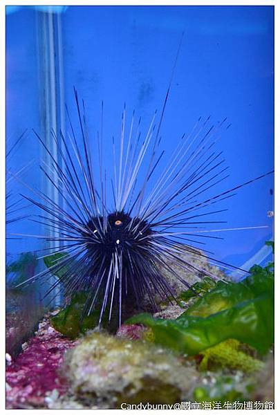 14.國立海洋生物博物館.jpg