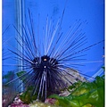 14.國立海洋生物博物館.jpg
