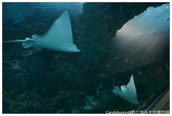 15.國立海洋生物博物館.jpg