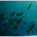 16.國立海洋生物博物館.jpg