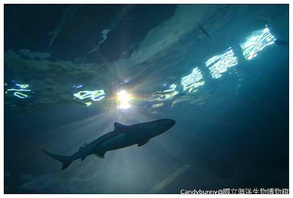 18.國立海洋生物博物館.jpg