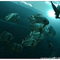 19.國立海洋生物博物館.jpg