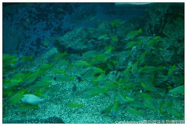 20.國立海洋生物博物館.jpg