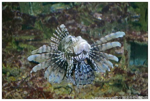 21.國立海洋生物博物館.jpg