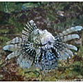 21.國立海洋生物博物館.jpg
