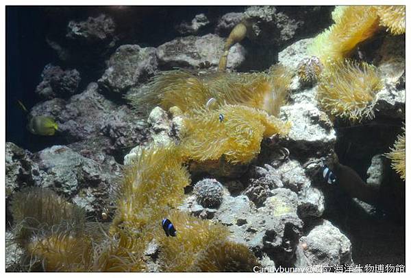 22.國立海洋生物博物館.jpg