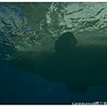 25.國立海洋生物博物館.jpg