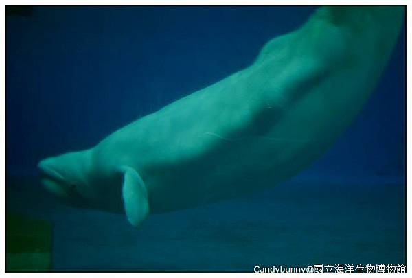 26.國立海洋生物博物館.jpg