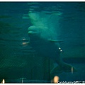 28.國立海洋生物博物館.jpg