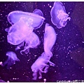 33.國立海洋生物博物館.jpg