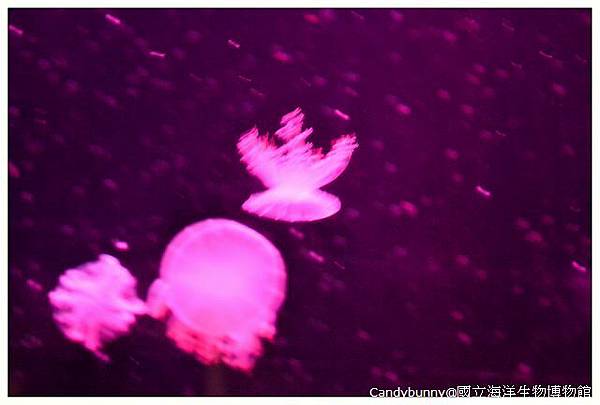 34.國立海洋生物博物館.jpg