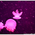 34.國立海洋生物博物館.jpg