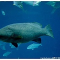 35.國立海洋生物博物館.jpg