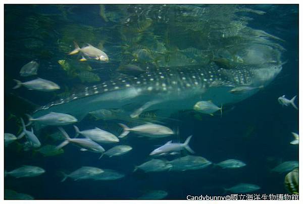 36.國立海洋生物博物館.jpg