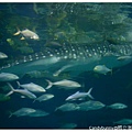 36.國立海洋生物博物館.jpg