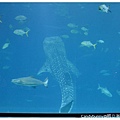 37.國立海洋生物博物館.jpg