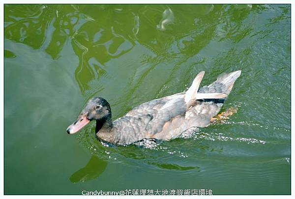 21.花蓮理想大地渡假飯店環境.jpg