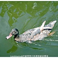 21.花蓮理想大地渡假飯店環境.jpg