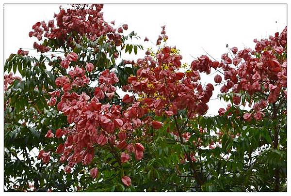 05.花開了(桃園復興鄉)