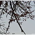 12.汝矣島公園.jpg