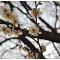 08.汝矣島公園.jpg