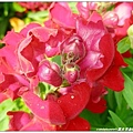 13.薰衣草森林(新竹尖石).JPG
