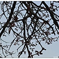11.汝矣島公園.jpg