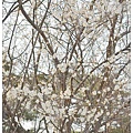 07.汝矣島公園.jpg