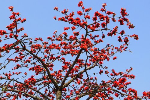 树群在 3-4 月时红花盛开,街道被掉落的红花染得嫣红,但木棉树结果后