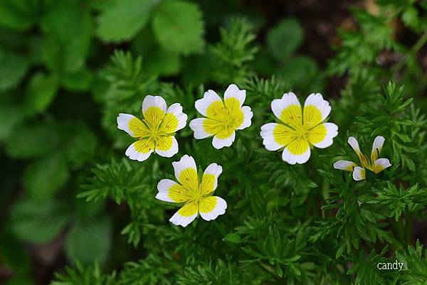 又被稱為荷包蛋花的澤花IMG_3061.jpg