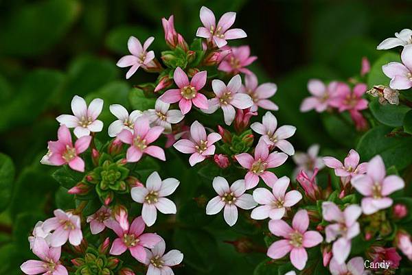 茅毛珍珠菜(濱排草) IMG_4280.jpg