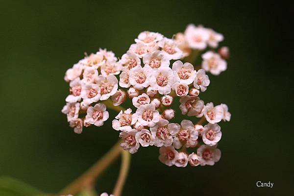 台灣繡線菊IMG_5322.jpg