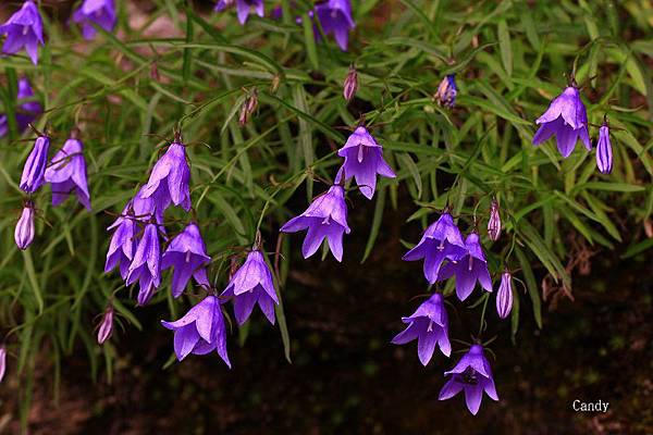 合歡山野花天堂 一 高山沙參 玉山山蘿蔔 玉山小米草 追花的翅膀 痞客邦