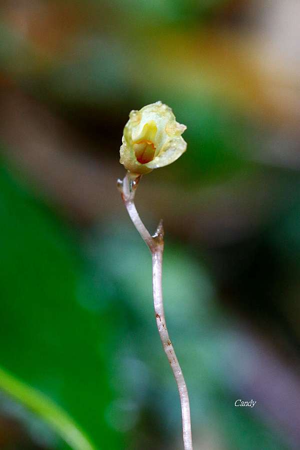 台灣野生蘭花之美 細赤箭 追花的翅膀 痞客邦 台灣野生蘭花之美 細赤箭 追花的翅膀 痞客邦