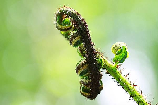 _MG_0723.JPG _MG_0723.JPG