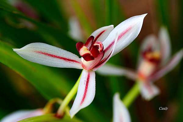 台灣原生蘭花之美 鳳蘭 追花的翅膀 痞客邦