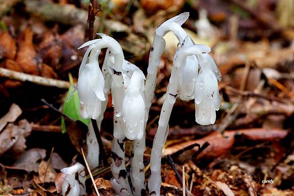 _MG_1931.JPG _MG_1931.JPG