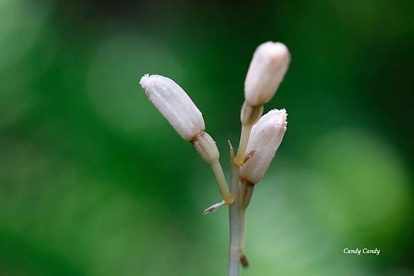 台灣原生蘭花之美 秋赤箭 追花的翅膀 痞客邦 台灣原生蘭花之美 秋赤箭 追花的翅膀 痞客邦