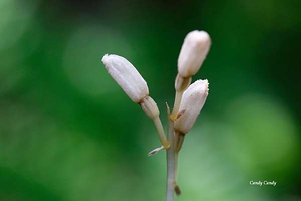 台灣原生蘭花之美 秋赤箭 追花的翅膀 痞客邦 台灣原生蘭花之美 秋赤箭 追花的翅膀 痞客邦