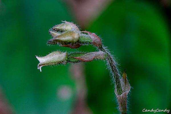 _MG_2420.jpg _MG_2420.jpg