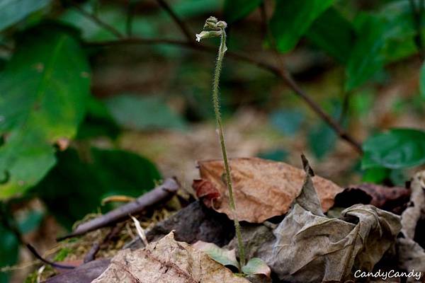 _MG_2610.jpg _MG_2610.jpg