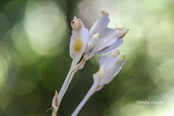 IMG_3778_副本.jpg IMG_3778_副本.jpg