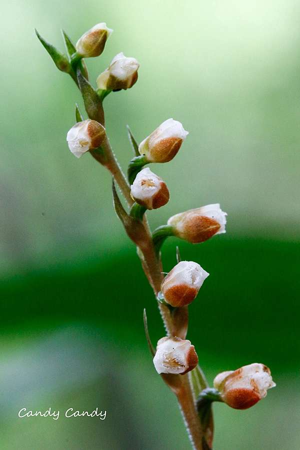 台灣原生蘭花之美 小小斑葉蘭 追花的翅膀 痞客邦 台灣原生蘭花之美 小小斑葉蘭 追花的翅膀 痞客邦