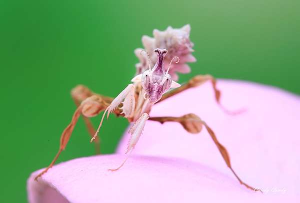 螳螂界三花 魔花螳螂 追花的翅膀 痞客邦 螳螂界三花 魔花螳螂 追花的翅膀 痞客邦