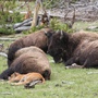 yellowstone%20trip_Day3_B_0151.jpg