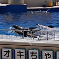 海豚表演我只在台北海洋公園看過，其實台灣的也不錯啦!