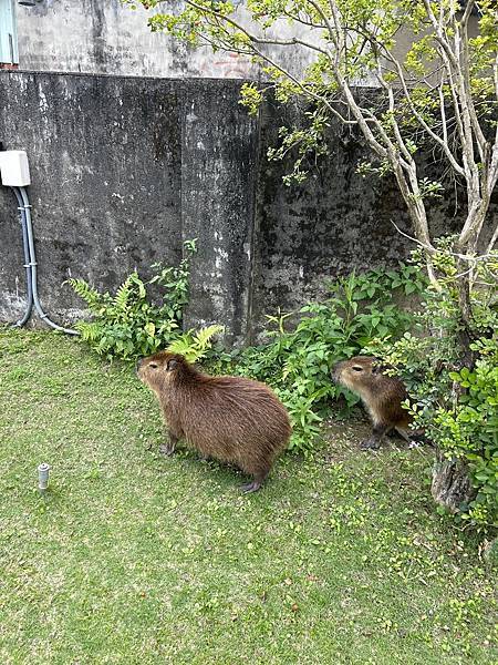 新北樹林｜紅磚園邸義式親子餐廳，水豚君、狐蒙小動物超可愛！