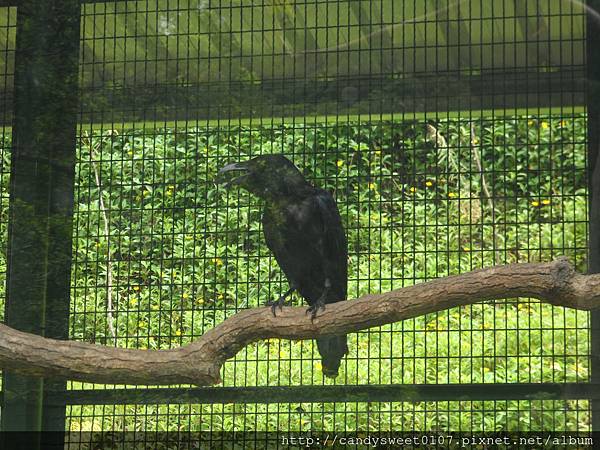 森林鳥花園