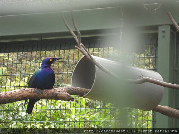 森林鳥花園